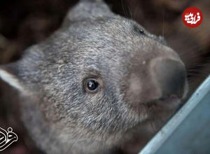 تولد تاریخی وامبت دماغ‌پشمالو در دل طبیعت