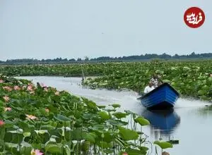 عکس| سفر زمان؛ تصویری از «ماهیگیران و قایق‌هایشان در مرداب انزلی»؛ 75 سال قبل