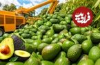 ببینید؛ مراحل کاشت، برداشت و فرآوری آووکادو و کیوی از نمای نزدیک