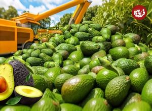 ببینید؛ مراحل کاشت، برداشت و فرآوری آووکادو و کیوی از نمای نزدیک