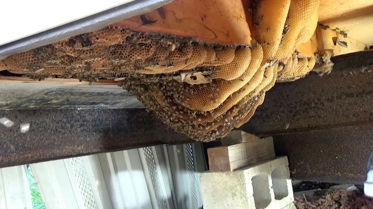(ویدئو) لحظه کشف کندوی عسل 119 کیلوگرمی در کف خانه‌ توسط مرد خوش شانس آمریکایی