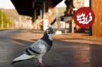 ببینید| اختلال در حرکت قطار سریع‌السیر ژاپن برای بیرون آوردن یک کبوتر