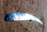 مشاهدۀ «ماهی آخرالزمان» در ساحل تاسمانی