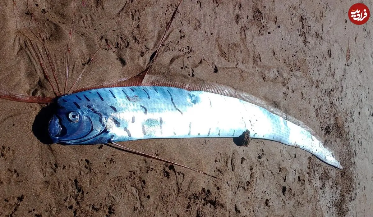 مشاهدۀ «ماهی آخرالزمان» در ساحل تاسمانی