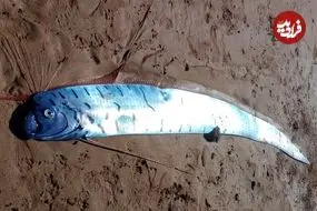 مشاهدۀ «ماهی آخرالزمان» در ساحل تاسمانی