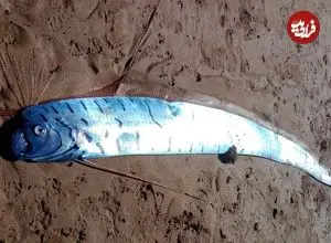 مشاهدۀ «ماهی آخرالزمان» در ساحل تاسمانی