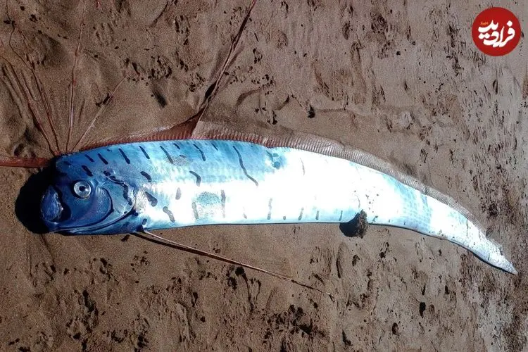 مشاهدۀ «ماهی آخرالزمان» در ساحل تاسمانی