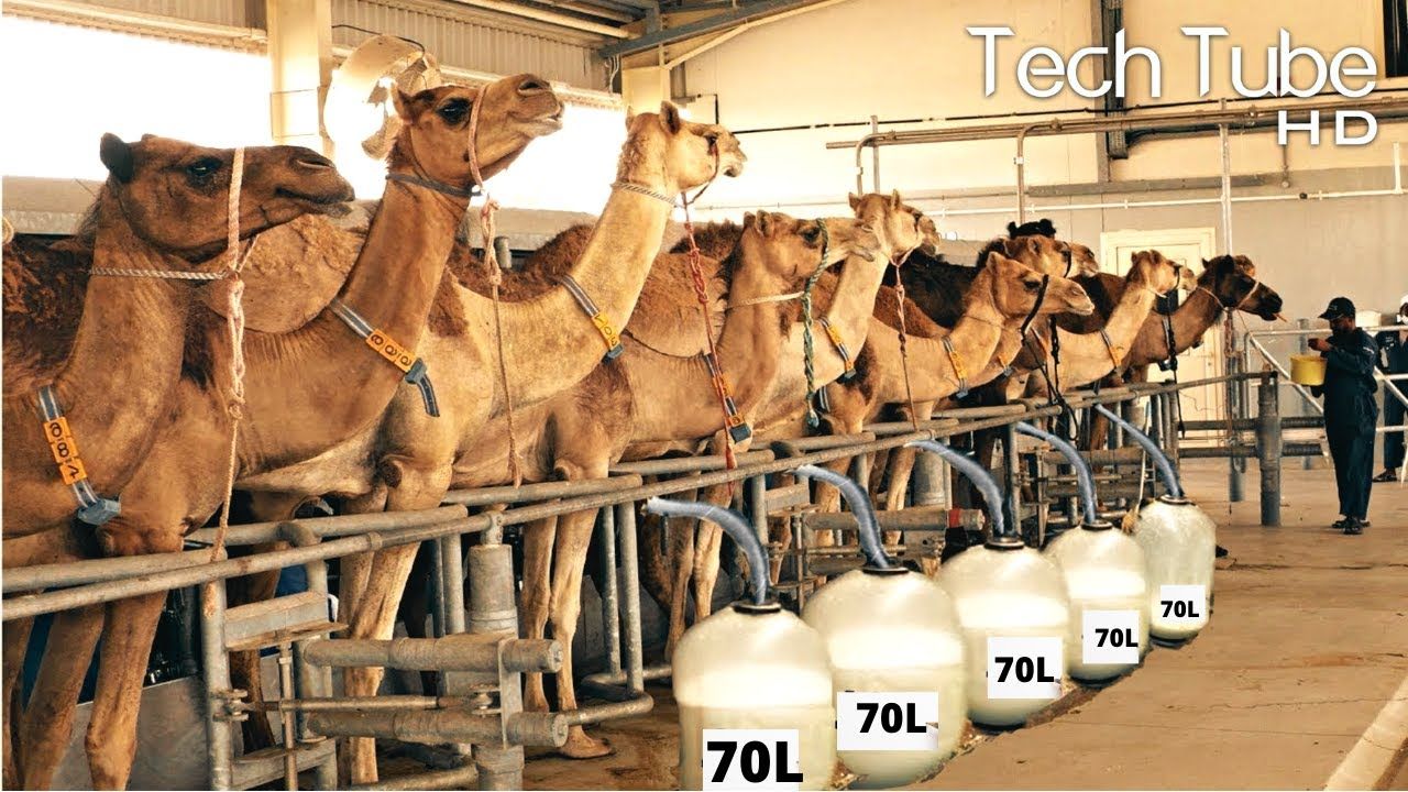 (ویدئو) فرآیند پرورش و برداشت شیر شتر در امارات؛ فرآوری شیر شتر در کارخانه