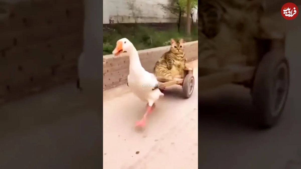 (ویدئو) خنده دارترین لحظه های ثبت شده از حیوانات در 6 ماه گذشته