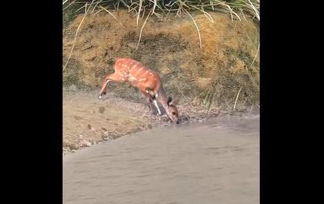 ( ویدیو) هوشیاری آهو در برابر تمساح هنگام خوردن آب از رودخانه 