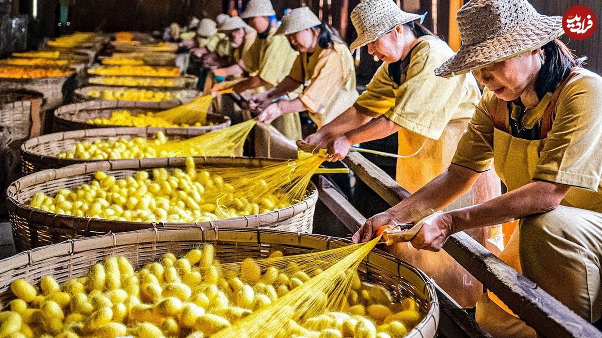 ببینید؛ فرآیند پرورش کرم ابریشم و تولید نخ و پارچه ابریشمی