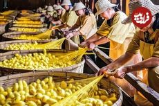 ببینید؛ فرآیند پرورش کرم ابریشم و تولید نخ و پارچه ابریشمی