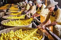 ببینید؛ فرآیند پرورش کرم ابریشم و تولید نخ و پارچه ابریشمی