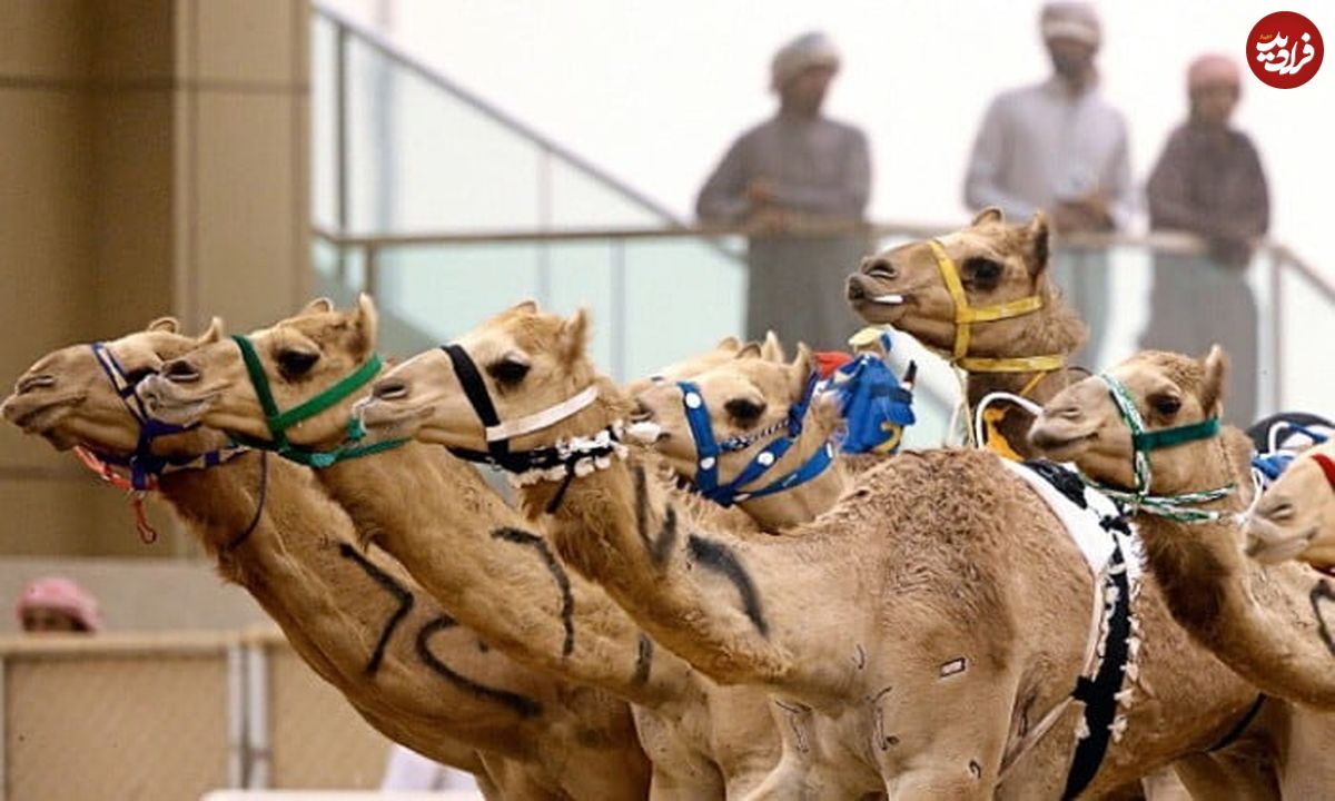 عکس؛ سفر به تاریخ؛ کاروان شترهای «سه سرنشین» در عربستان؛ ۱۱۵ سال قبل