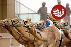 عکس؛ سفر به تاریخ؛ کاروان شترهای «سه سرنشین» در عربستان؛ ۱۱۵ سال قبل