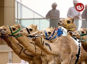 عکس؛ سفر به تاریخ؛ کاروان شترهای «سه سرنشین» در عربستان؛ ۱۱۵ سال قبل