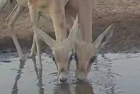 ببینید| آب خوردن غزال‌ها؛ شانه به شانه، لب به لب