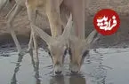 ببینید| آب خوردن غزال‌ها؛ شانه به شانه، لب به لب