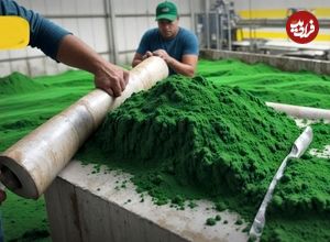 (ویدئو) عملیات فرآوری هزاران کیلو جلبک در کارخانه؛ نحوه تولید پودر اسپیرولینا