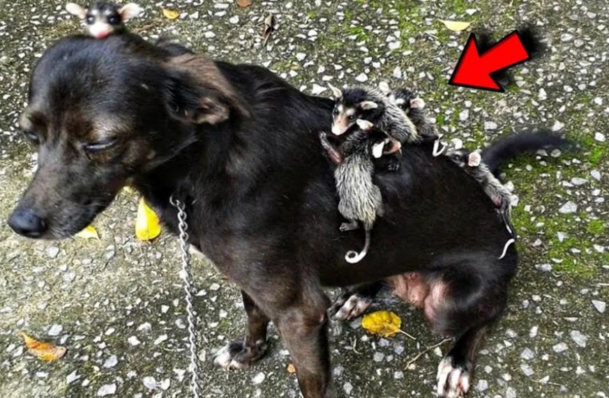 (ویدئو) این موش های درختی بینوا فکر می کنند این سگ مهربان مادرشان است!