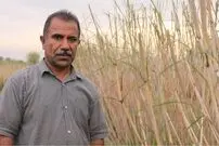 (ویدئو) این مزرعه محبوب خوشنویس هاست