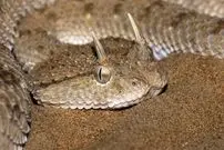 مارهای «شاخدار» کجا و چگونه زندگی می‌کنند؟