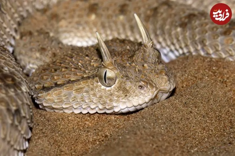 مارهای «شاخدار» کجا و چگونه زندگی می‌کنند؟