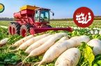 ببینید؛ مراحل کاشت، برداشت و فرآوری هزاران کیلو ترب سفید در هند