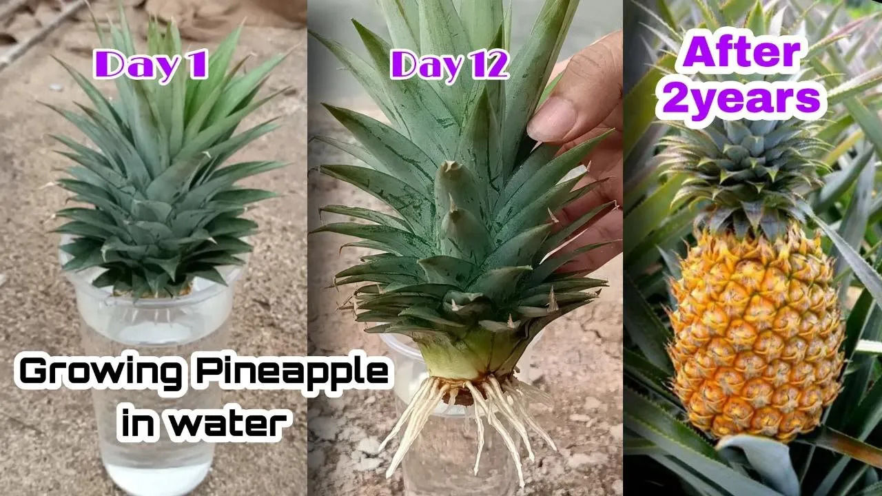 (ویدئو) چگونه می توان در منزل آناناس کاشت و برداشت کرد؟ 