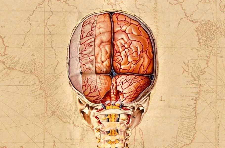 تهیه نقشه‌ای بسیار دقیق از مغز انسان توسط دانشمندان