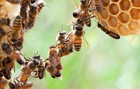 ( ویدیو) زنبور ها چگونه عسل درست می کنند ؟ 