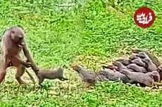 ببینید| بابون خشمگین، خدنگ ها را از دم گرفت و پرتاب کرد!