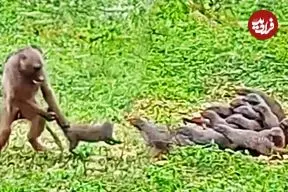 ببینید| بابون خشمگین، خدنگ ها را از دم گرفت و پرتاب کرد!