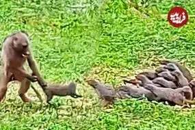 ببینید| بابون خشمگین، خدنگ ها را از دم گرفت و پرتاب کرد!