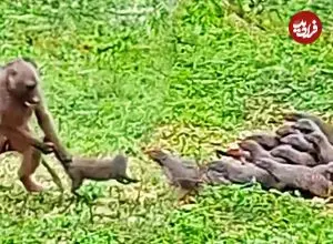 ببینید| بابون خشمگین، خدنگ ها را از دم گرفت و پرتاب کرد!