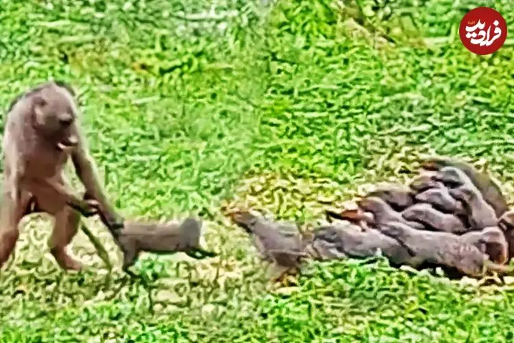 ببینید| بابون خشمگین، خدنگ ها را از دم گرفت و پرتاب کرد!