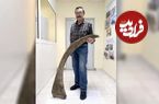 شاخ رکوردشکنِ کرگدنِ منقرض‌شده بعد از 10 هزار سال از زیر خاک‌های یخ‌زده بیرون آمد