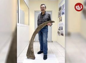 شاخ رکوردشکنِ کرگدنِ منقرض‌شده بعد از 10 هزار سال از زیر خاک‌های یخ‌زده بیرون آمد