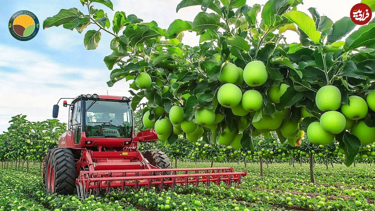 ببینید؛ چگونه آمریکایی ها صدها تن سیب سبز را برداشت و فرآوری می کنند؟
