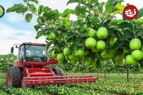 ببینید؛ چگونه آمریکایی ها صدها تن سیب سبز را برداشت و فرآوری می کنند؟