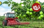 ببینید؛ چگونه آمریکایی ها صدها تن سیب سبز را برداشت و فرآوری می کنند؟