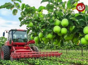 ببینید؛ چگونه آمریکایی ها صدها تن سیب سبز را برداشت و فرآوری می کنند؟