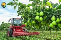 ببینید؛ چگونه آمریکایی ها صدها تن سیب سبز را برداشت و فرآوری می کنند؟