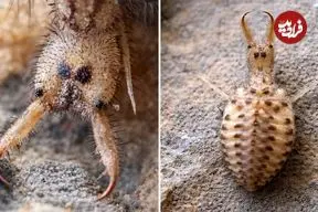 ببینید| مورچه گیر؛ حشره شگفت انگیزی که تله می سازد!