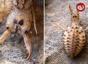 ببینید| مورچه گیر؛ حشره شگفت انگیزی که تله می سازد!