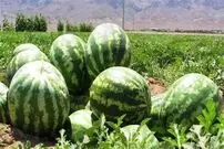 (ویدئو) کتک‌کاری شدید یک هندوانه‌فروش با مسئول شهرداری