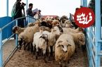 اعلام قیمت جدید دام زنده؛ قیمت گوسفند گران شد + جدول