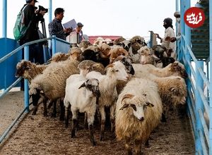 اعلام قیمت جدید دام زنده؛ قیمت گوسفند گران شد + جدول