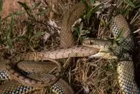 چرا مارها در طول تکامل بارها هم‌نوع‌خوار شده‌اند؟ دانشمندان پاسخ می‌دهند