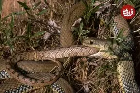 چرا مارها در طول تکامل بارها هم‌نوع‌خوار شده‌اند؟ دانشمندان پاسخ می‌دهند